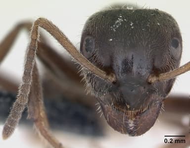 Lasius platythorax — queen photo 13