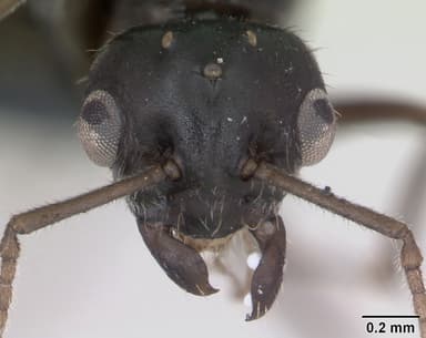 Lasius platythorax — queen photo 14
