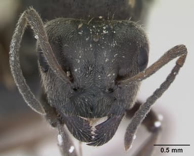 Lasius platythorax — queen photo 15