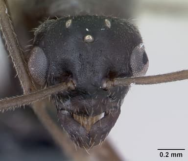 Lasius platythorax — queen photo 17
