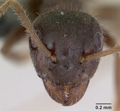 Lasius platythorax — queen photo 19