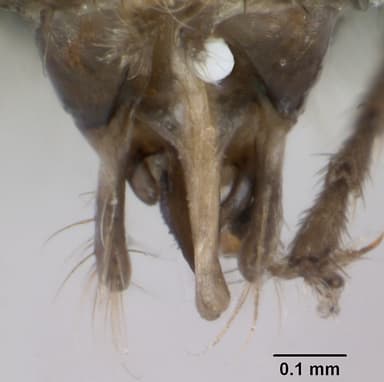 Lasius platythorax — queen photo 20