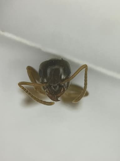 Lasius psammophilus photo 16