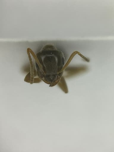 Lasius psammophilus photo 17