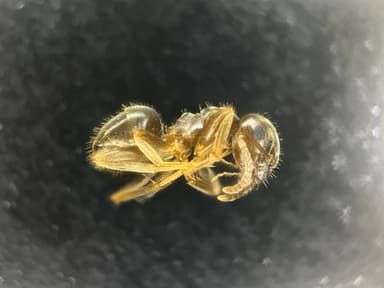 Lasius psammophilus photo 18