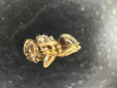 Lasius psammophilus photo 19