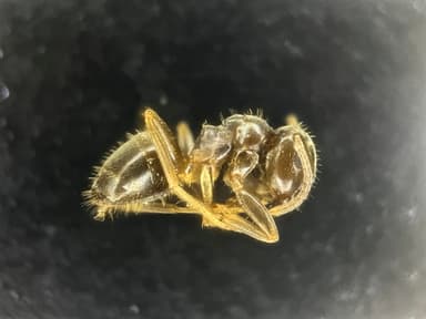 Lasius psammophilus photo 21