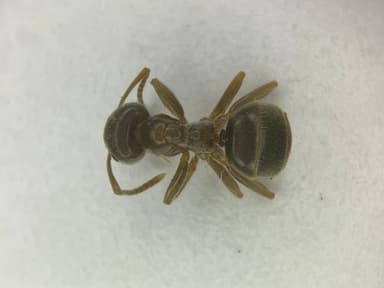 Lasius psammophilus photo 22