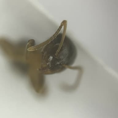 Lasius psammophilus photo 23