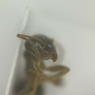 Lasius psammophilus photo 24