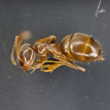 Lasius psammophilus photo 25