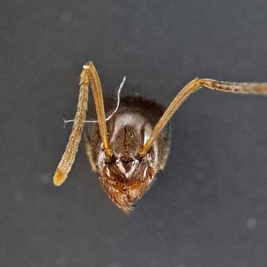 Lasius psammophilus photo 26