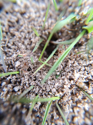 Lasius psammophilus photo 27