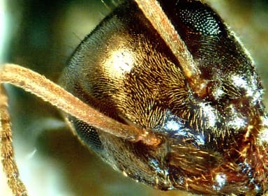 Lasius psammophilus — colony photo 30
