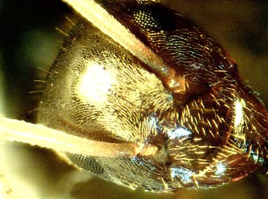 Lasius psammophilus — colony photo 31