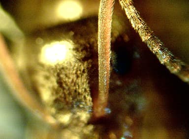 Lasius psammophilus — colony photo 32