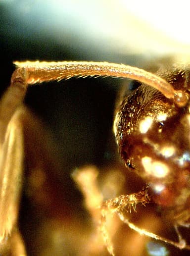 Lasius psammophilus — colony photo 33