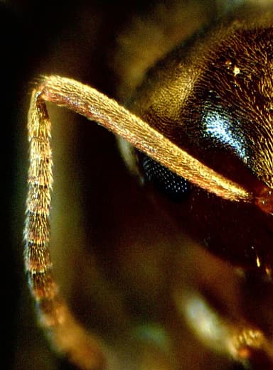 Lasius psammophilus — colony photo 34
