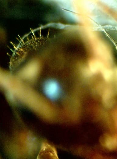 Lasius psammophilus — colony photo 35