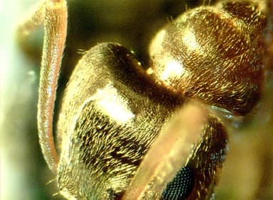 Lasius psammophilus — colony photo 36