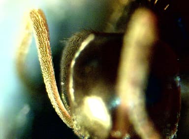 Lasius psammophilus — colony photo 37
