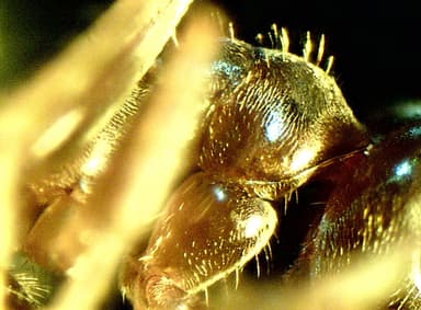 Lasius psammophilus — colony photo 38