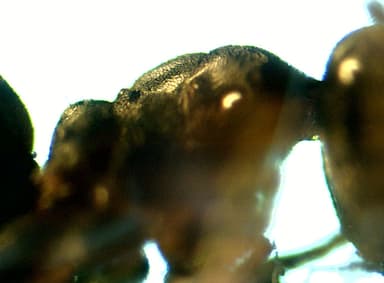 Lasius psammophilus — colony photo 39