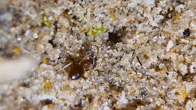 Lasius psammophilus — colony photo 40