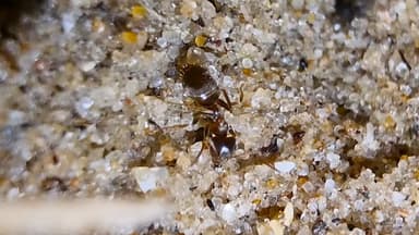 Lasius psammophilus — colony photo 41