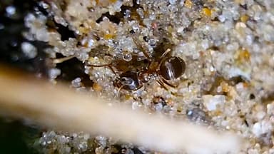 Lasius psammophilus — colony photo 42