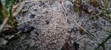 Lasius psammophilus — colony photo 43