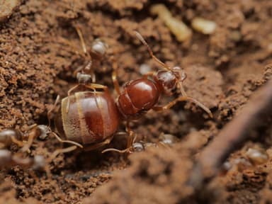 Lasius psammophilus photo 44