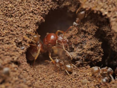 Lasius psammophilus photo 45