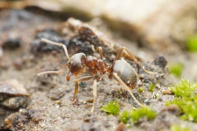 Lasius psammophilus photo 46