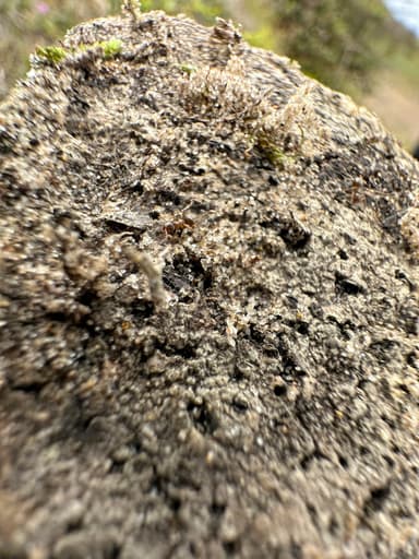 Lasius psammophilus — colony photo 47