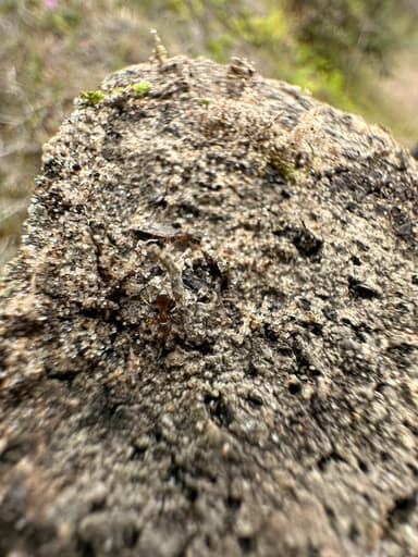 Lasius psammophilus — colony photo 48