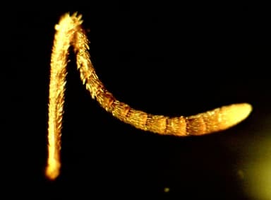 Lasius psammophilus photo 49