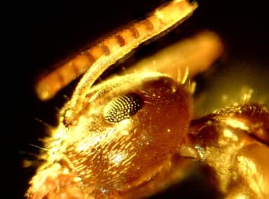 Lasius psammophilus photo 54