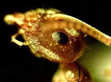 Lasius psammophilus photo 55