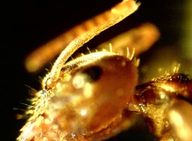 Lasius psammophilus photo 56