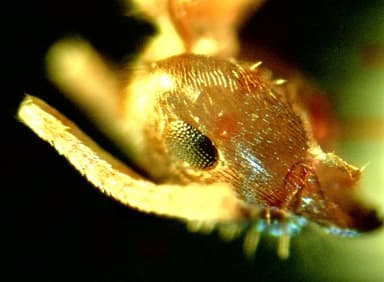 Lasius psammophilus photo 57