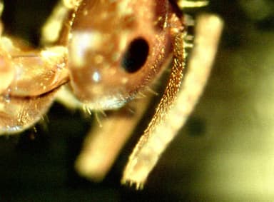 Lasius psammophilus photo 58