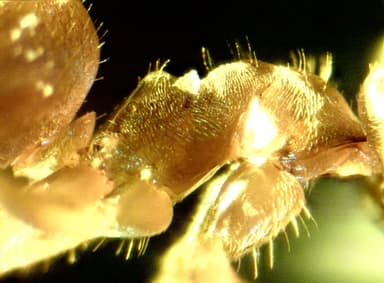 Lasius psammophilus photo 60
