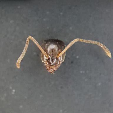 Lasius psammophilus — worker photo 61