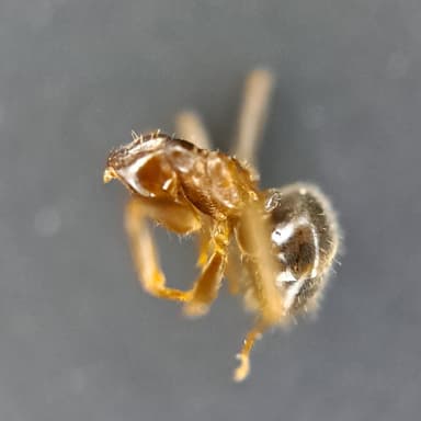 Lasius psammophilus — worker photo 66