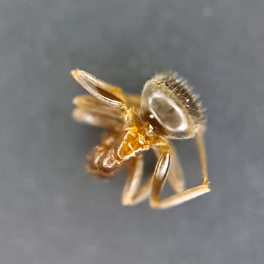 Lasius psammophilus — worker photo 67
