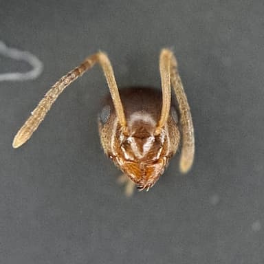 Lasius psammophilus photo 68