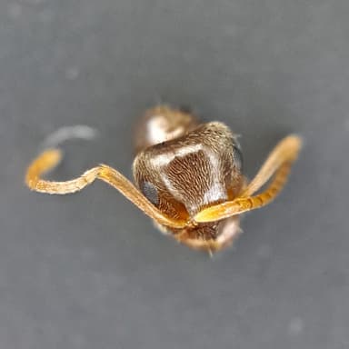 Lasius psammophilus photo 73