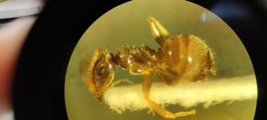 Lasius psammophilus photo 77