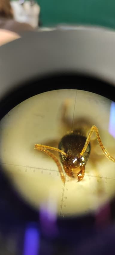 Lasius psammophilus photo 78